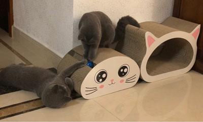 猫抓板黄瓜视频在线看